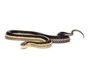 How to Get Rid of Garter Snake