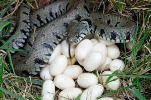 How to Get Rid of Snake Eggs