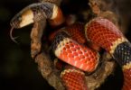 How to Get Rid of a Coral Snake