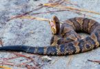 How to Get Rid of a Cottonmouth Snake