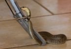 How to Make a Homemade Snake Trap