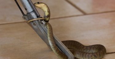 How to Make a Homemade Snake Trap