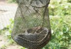 What Do You Use for Bait in a Snake Trap