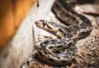 how to get rid of gopher snake