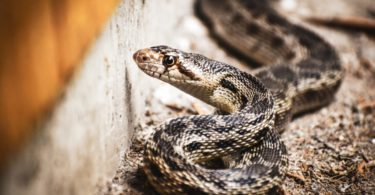 how to get rid of gopher snake